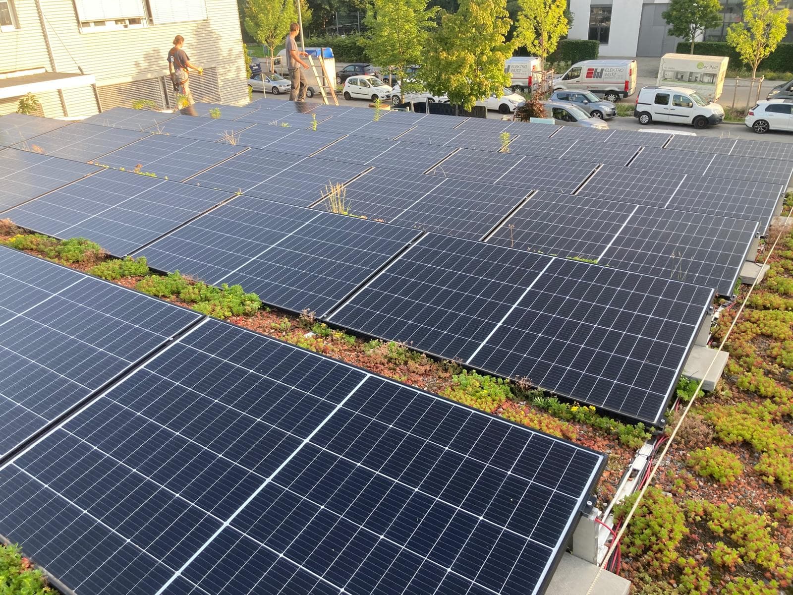 Photovoltaikanlage auf begrüntem Flachdach mit Sedum-Pflanzen zwischen den Modulreihen