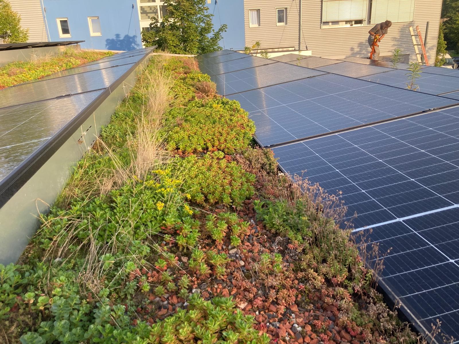 Nahaufnahme von Sedum-Dachbegrünung neben Solarmodulen auf einem Flachdach